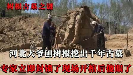 考古新发现第二季 大爷刨树发现古墓 上，专家闻声前往调查，不料棺内景象令人傻眼