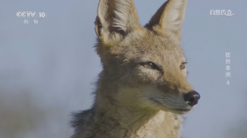 《自然传奇》 20260117 狂热非洲 4