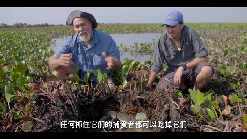 《史前巨兽大揭秘》第6集