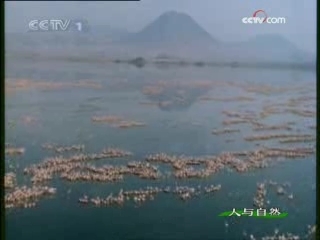 人与自然 火烈鸟的生存
