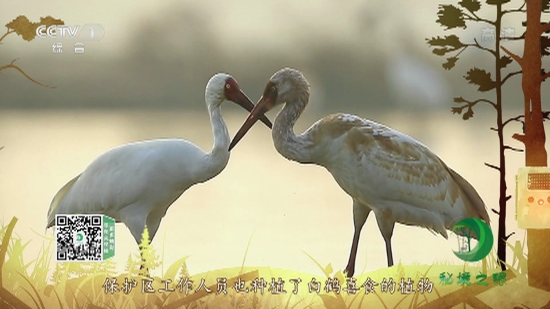 秘境之眼 《秘境之眼》 白鹤 20220820