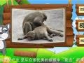 看图识物 牦牛 猕猴 鼹鼠