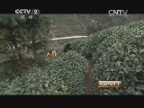 中国财经报道 《中国财经报道》 20150404 春茶遭遇倒春寒