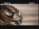 动物世界 《动物世界》 20120508