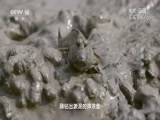 地理中国 《地理中国》 20170903 秘境探奇·滩涂神泥