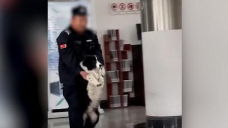 @所有人 自我提升？边牧溜进高校图书馆，安保大叔连哄带抱“赶走”