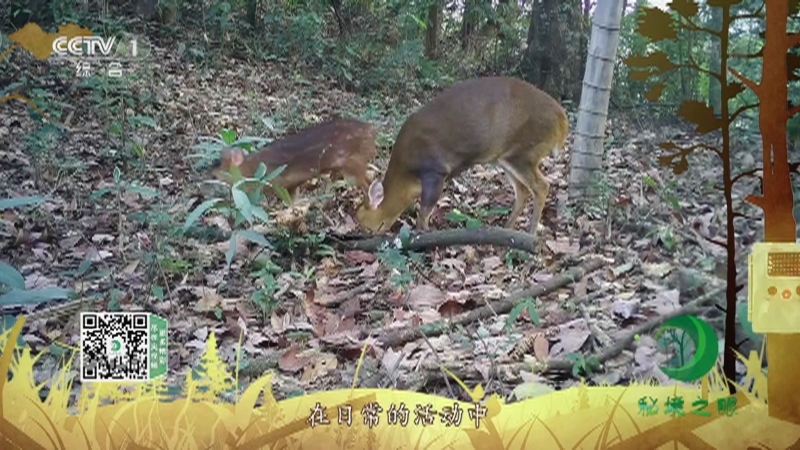 《秘境之眼》 小麂 20210820