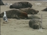 动物世界 《世界纪录电影长廊》 20131202 动物世界：野生海豹训练营