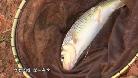 诡异漂相背后藏着一条特别的鱼！