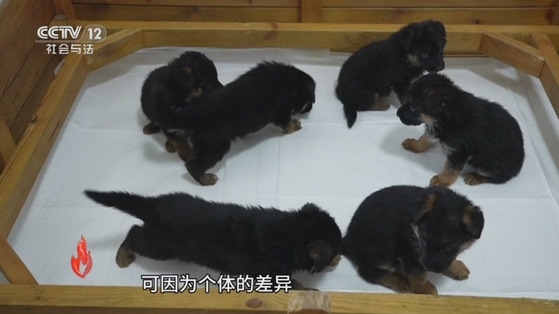 道德观察 《道德观察(日播版)》 20250525 不会说话的“战友”（下）