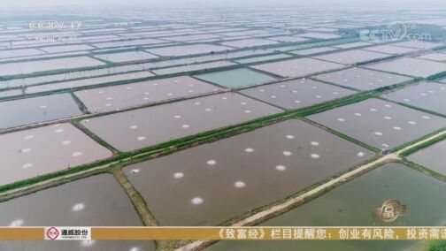 致富经 《致富经》 20200814 步步有招 逆势生财