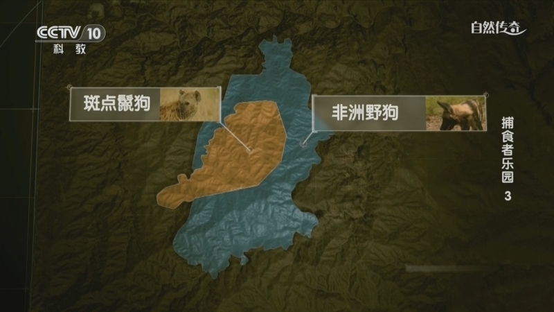 自然传奇 《自然传奇》 20240626 捕食者乐园 3