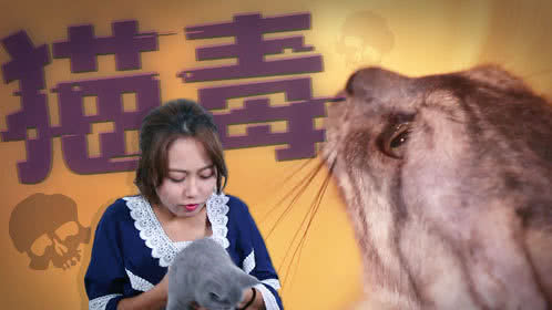 小鸡炖蘑菇 第4季 吸猫成瘾戒不掉？一个视频告诉你吸猫的危害！