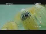 动物世界 《动物世界》 20141029 虫子发明家