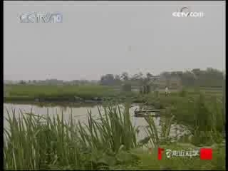 走近科学 土龙惊现