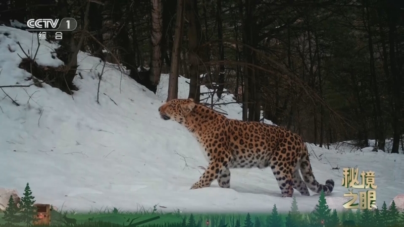 《秘境之眼》 豹 20251227
