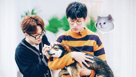 汪喵物语 朱正廷治愈社恐流浪犬