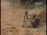 人与自然 原生故事 豹子和疣猪的故事 （上）