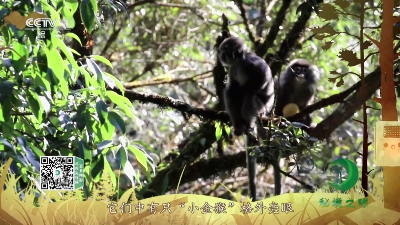 《秘境之眼》 菲氏叶猴 20210313