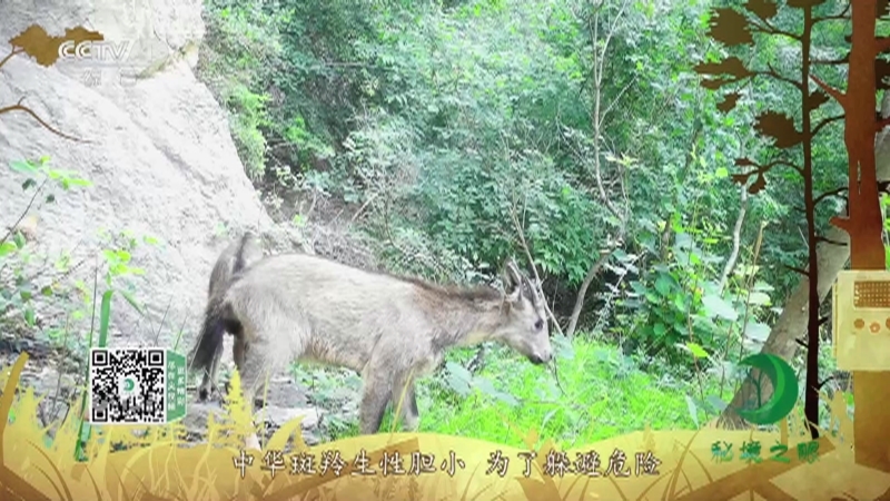 秘境之眼 《秘境之眼》 中华斑羚 20220429