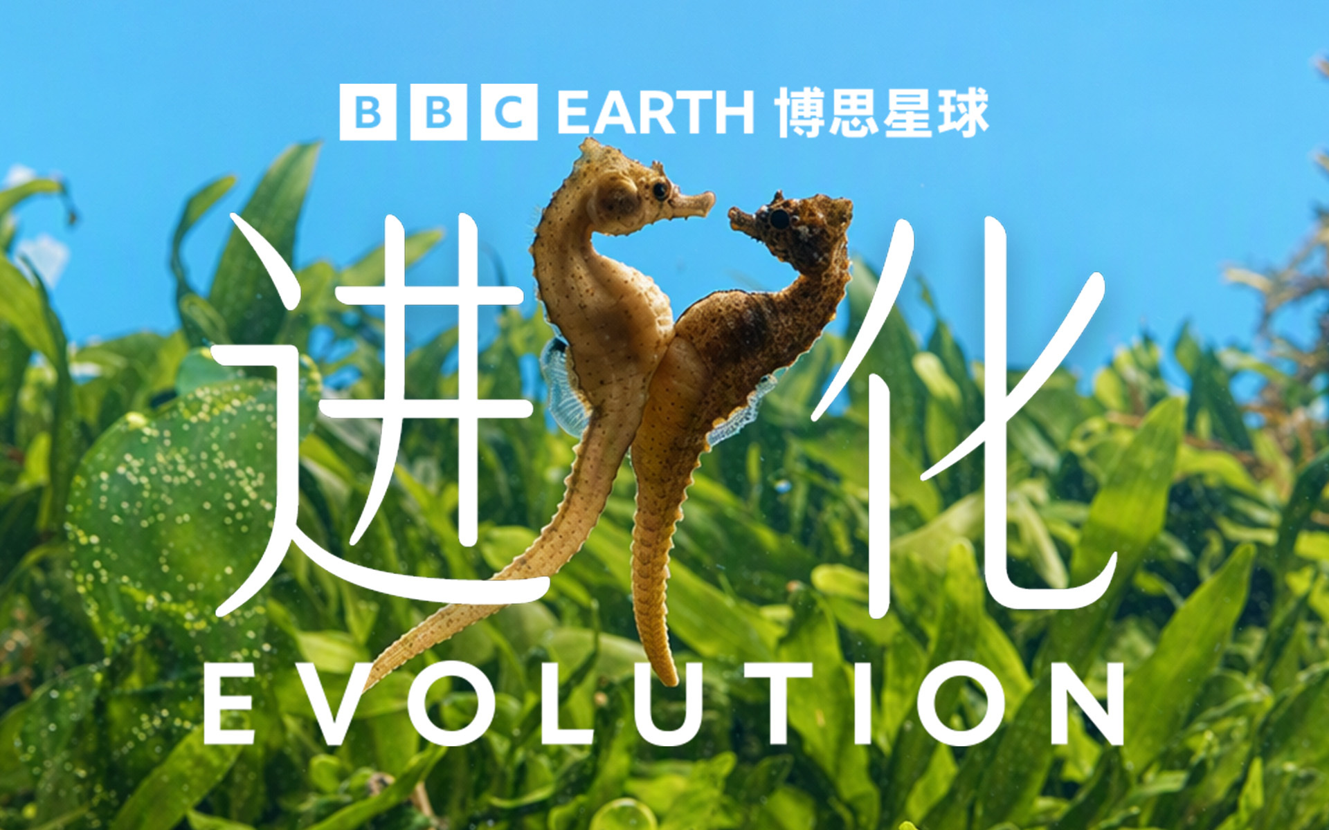 繁衍的博弈