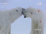 动物世界 《动物世界》 20180715 探秘冰上的北极熊（上）