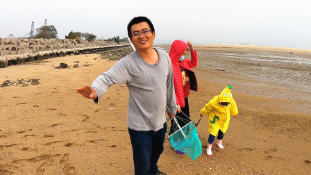 这片海滩遍地是蛤蜊，还没被人发现，渔夫随便耙几下就爆桶了