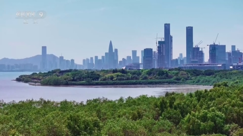 《海边有片红树林》 第1集 与彼为邻