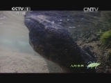 人与自然 《人与自然》 20140411 自然发现 两栖动物-登陆