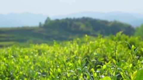 与梦想合拍 独腿茶王