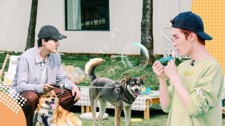正廷带流浪犬开烧烤趴