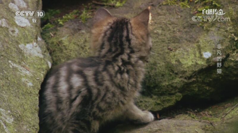 自然传奇 《自然传奇》 20200830 非凡的野猫