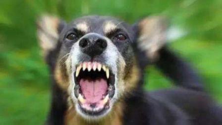 为什么打了狂犬病疫苗 狂犬病还会病发？