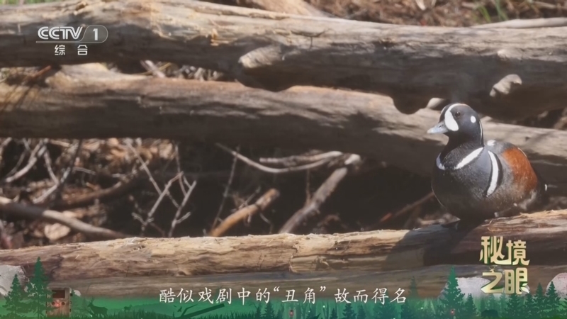 秘境之眼 《秘境之眼》 丑鸭 20260706