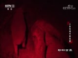 动物世界 《动物世界》 20171013 小象和绵羊的友谊