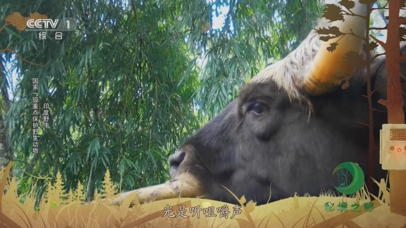 秘境之眼 《秘境之眼》 大熊猫/黑熊/印度野牛/苍鹭 20231003