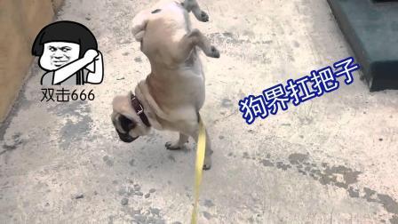 聊斋怪谈 这只狗成了狗界扛把子谁家的狗能做到