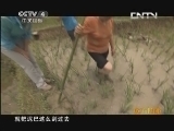 远方的家 百山百川行 第六十六集 生活在巴山汉水间《远方的家》 20130722