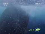 人与自然 《人与自然》 20150423 自然发现：狂野加勒比海——神秘海岸（下）