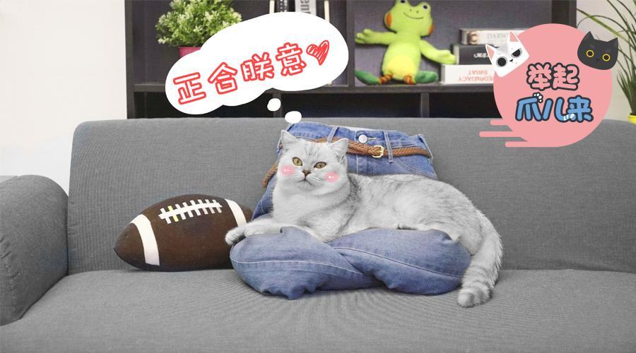 举起爪儿来 牛仔裤秒变猫窝【举起爪儿来】