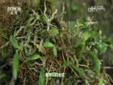 地理中国 《地理中国》 20161202 荆山探奇（上）