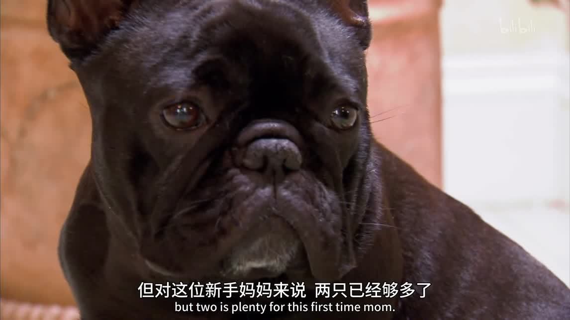 法斗 棉花面纱犬与德牧