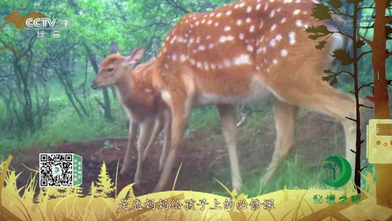 秘境之眼 《秘境之眼》 梅花鹿 20220328