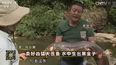 致富经 [致富经]卖好凶猛大丑鱼 水中生出黑金子 20160804