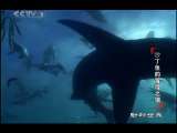 动物世界 动物世界 2010年 第234期