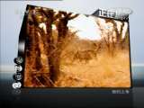 动物世界 动物世界 2011年 第110期