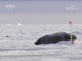 动物世界 《动物世界》 20180520 勤奋的捕食者