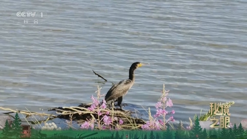 《秘境之眼》 鸬鹚 20260121