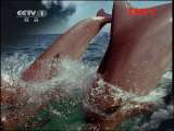 人与自然 自然发现 与猛兽同行 水中猛兽 [人与自然]20111018