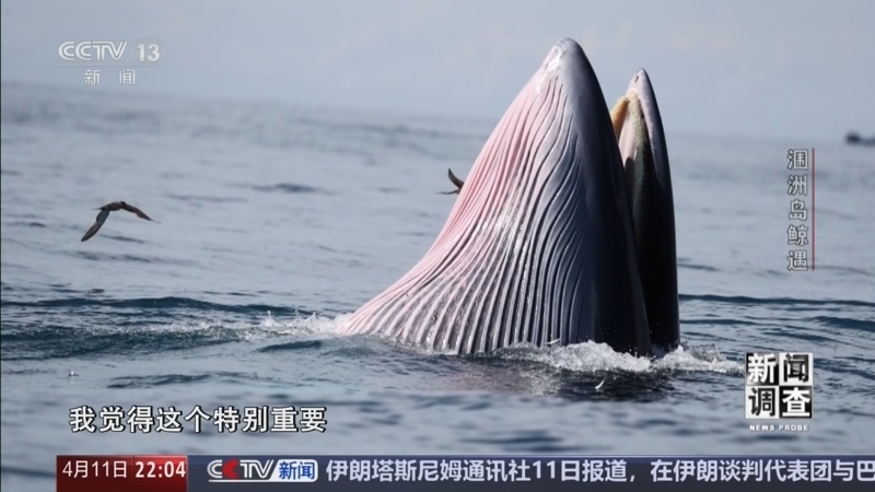 《新闻调查》 20260411 涠洲岛鲸遇
